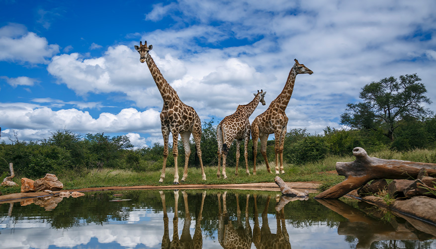 Giraffes in South Africa